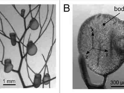 A — ловушки на столонах: видны «заряженные» цилиндрические и уже сработавшие ловушки более округлой формы. B — сработавшая ловушка крупным планом: body — тело ловушки; door — клапан («дверь»), закрывающий вход в ловушку; триггерные волоски находятся на клапане, но здесь не видны.