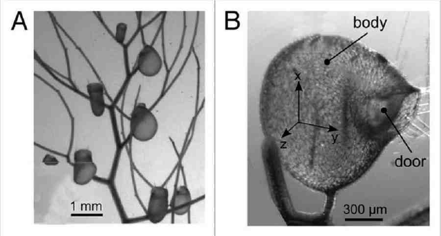 A — ловушки на столонах: видны «заряженные» цилиндрические и уже сработавшие ловушки более округлой формы. B — сработавшая ловушка крупным планом: body — тело ловушки; door — клапан («дверь»), закрывающий вход в ловушку; триггерные волоски находятся на клапане, но здесь не видны.