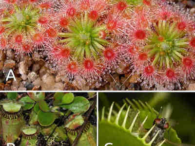A — росянка, железистые «щупальца» покрыты липкими выделениями. B — цефалот мешочковый, кувшинчатые листья снабжены крышечкой с прозрачными окошками, когтеподобными выростами по краю отверстия, а их стенка изнутри покрыта волосками, которые также препятствуют побегу жертвы. C — венерина мухоловка с жертвой, листья захлопываются после того, как жертва минимум дважды дотронется до сенсорных волосков на их поверхности.
