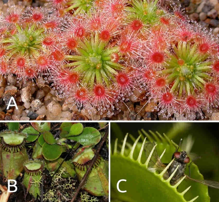 A — росянка, железистые «щупальца» покрыты липкими выделениями. B — цефалот мешочковый, кувшинчатые листья снабжены крышечкой с прозрачными окошками, когтеподобными выростами по краю отверстия, а их стенка изнутри покрыта волосками, которые также препятствуют побегу жертвы. C — венерина мухоловка с жертвой, листья захлопываются после того, как жертва минимум дважды дотронется до сенсорных волосков на их поверхности.