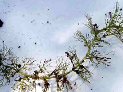 Подводная часть пузырчатки с ловушками.