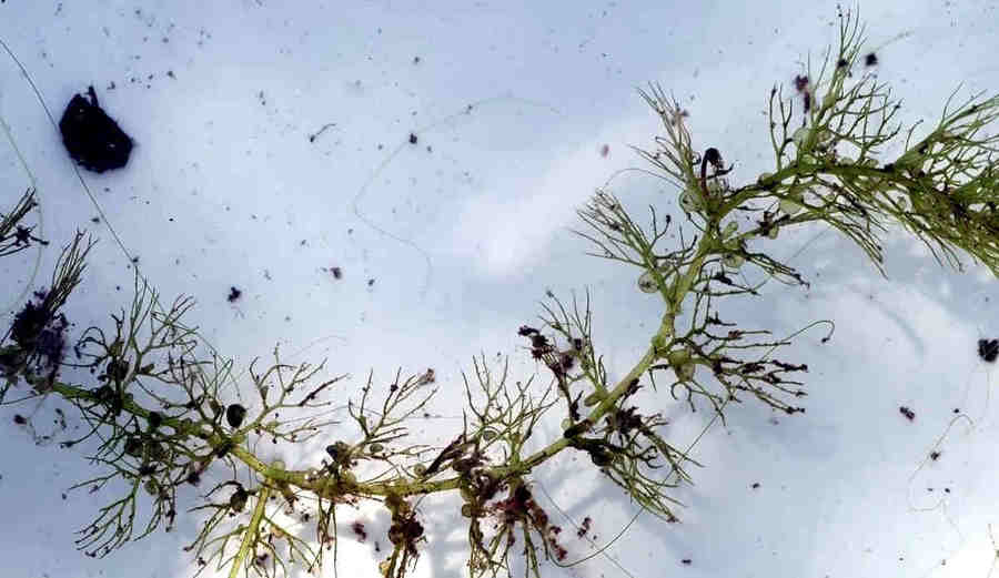 Подводная часть пузырчатки с ловушками.