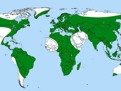 Зелёным цветом выделен ареал пузырчатки