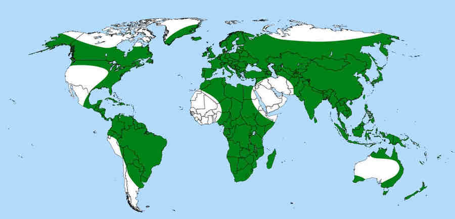 Зелёным цветом выделен ареал пузырчатки