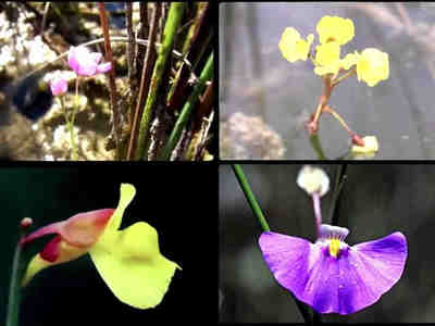 Цветки пузырчатки