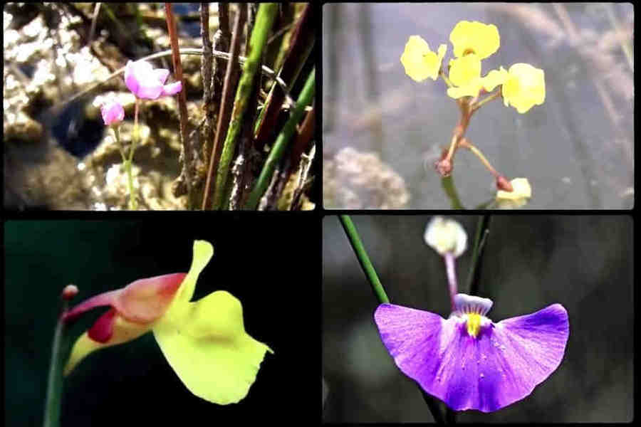 Цветки пузырчатки