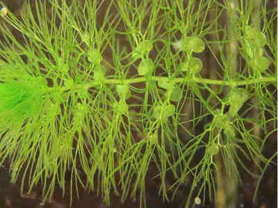 Пузырчатка в аквариуме