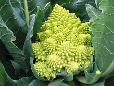 Овощ выглядит инопланетным гостем!