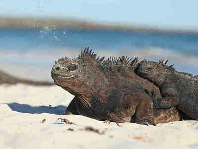 Морская игуана греется на солнце для повышения своей температуры - игуана является холоднокровным животным.