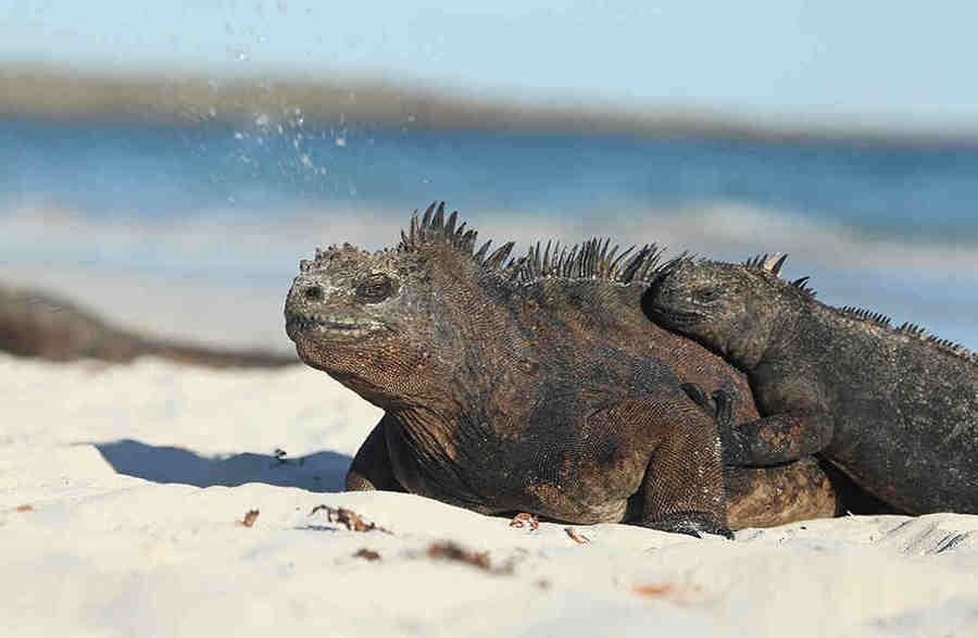 Морская игуана греется на солнце для повышения своей температуры - игуана является холоднокровным животным.