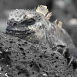 Что делать, когда нечего кушать?