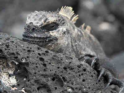 Морская игуана на прибрежной скале.