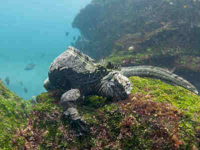 Морская игуана ест водоросли - свою основную пищу.