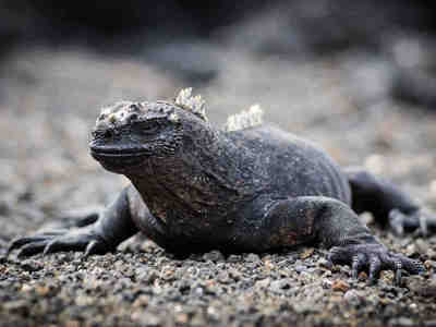 Морская игуана