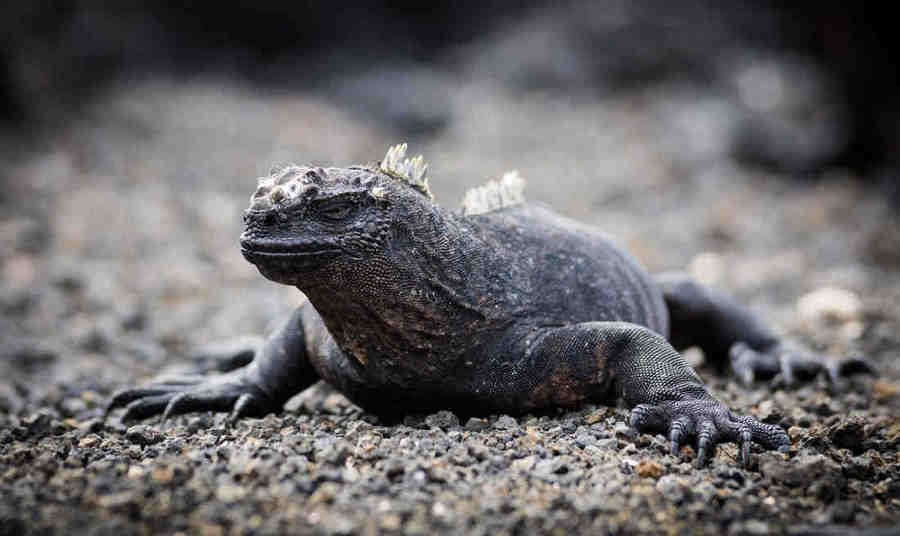 Морская игуана