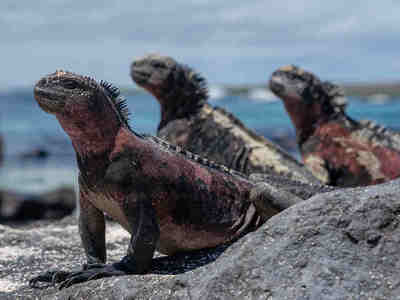 Лежбище морских игуан.