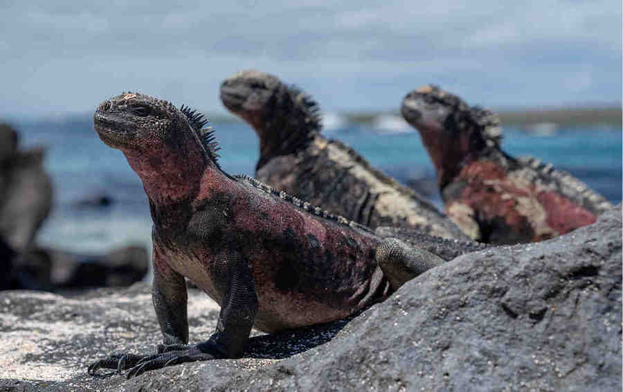 Лежбище морских игуан.