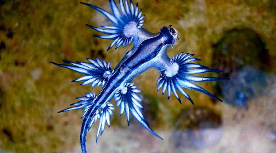 Голубой дракон - брюхоногий моллюск