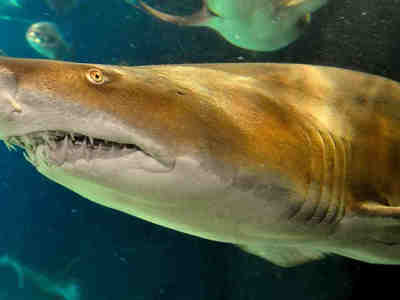 Тигровая песчаная акула - на самом деле одна из самых мирных.