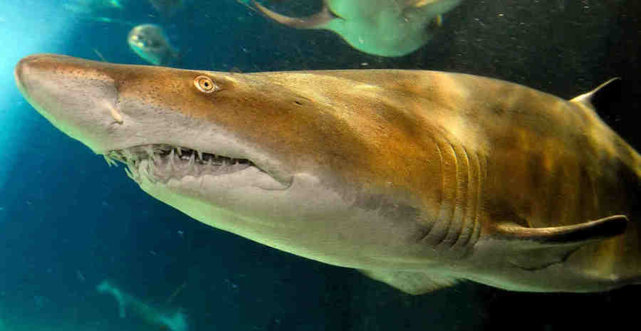 Тигровая песчаная акула - на самом деле одна из самых мирных.