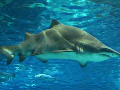 Тигровая песчаная акула