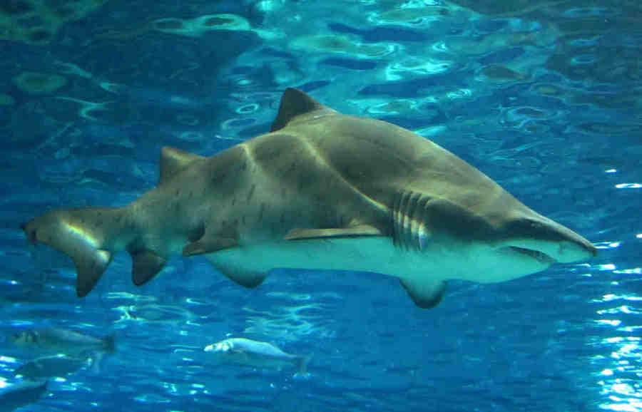 Тигровая песчаная акула