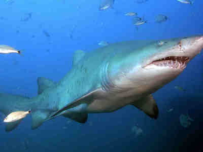 Тигровая песчаная акула