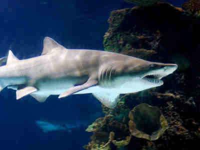 Тигровая песчаная акула