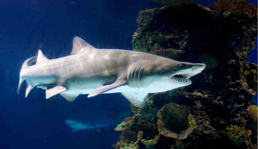 Тигровая песчаная акула