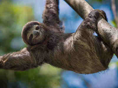 Лень — это протест против монотонной, однообразной и тяжелой работы. Поводом для всякого усилия лентяя служит стремление в следующий раз избежать этого усилия. Поэтому только ленивому приходит в голову идея, как выполнить неизбежную работу с наименьшими усилиями.