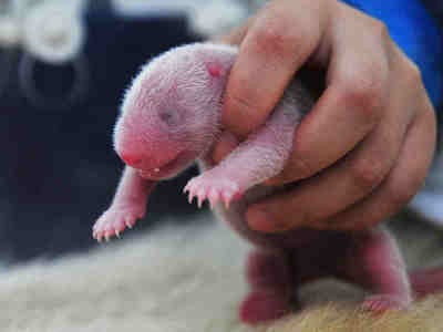 Детёныш панды в руках работника зоопарка. Размножение панд в неволе происходит крайне редко. До 2000 года большие панды в зоопарках не размножались!