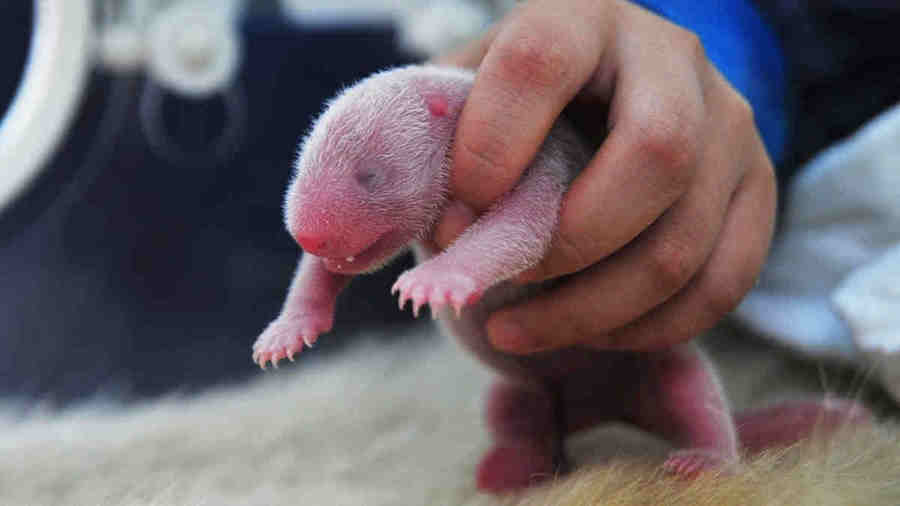 Детёныш панды в руках работника зоопарка. Размножение панд в неволе происходит крайне редко. До 2000 года большие панды в зоопарках не размножались!