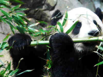 Панды не могут двигаться, не умирая от голода, даже спать из-за этого не могут дольше четырех часов — из-за своего крайне скудного рациона.