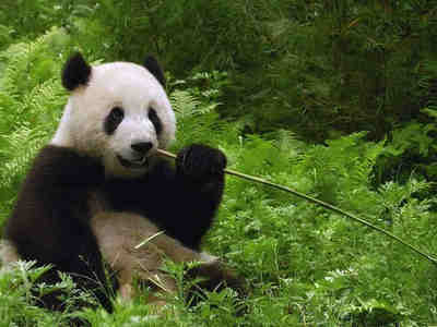 Большая панда относится к медведям.