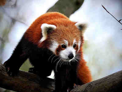 Малая, или красная панда - это енот.