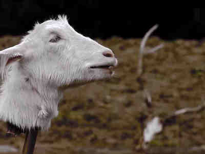 Ни одно животное за время съёмок не пострадало?