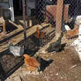 Круглогодичный автономный... курятник