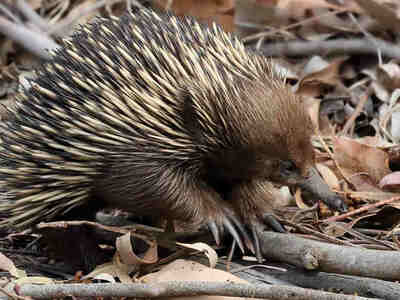 Другое такое животное, откладывающее яйца - это ехидна.