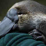 Утконос - слишком странное животное