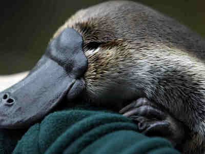 Эволюция утконоса пошла по довольно замысловатому пути...