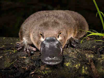 Существо с мехом и перепончатыми ногами, которое откладывает яйца и может выделять яд, млекопитающее или утка или какая-то пушистая рептилия - в то время ученые задавали те же вопросы, что и коренные жители Австралии задолго до них.