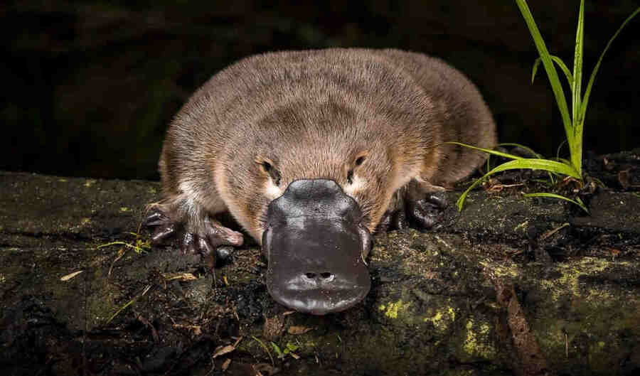 Существо с мехом и перепончатыми ногами, которое откладывает яйца и может выделять яд, млекопитающее или утка или какая-то пушистая рептилия - в то время ученые задавали те же вопросы, что и коренные жители Австралии задолго до них.