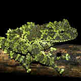 Мастер маскировки