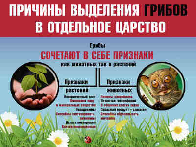 В целом, грибы имеют уникальные признаки, которые отличают их от других форм жизни и позволяют им занимать уникальное место в систематике живых организмов.