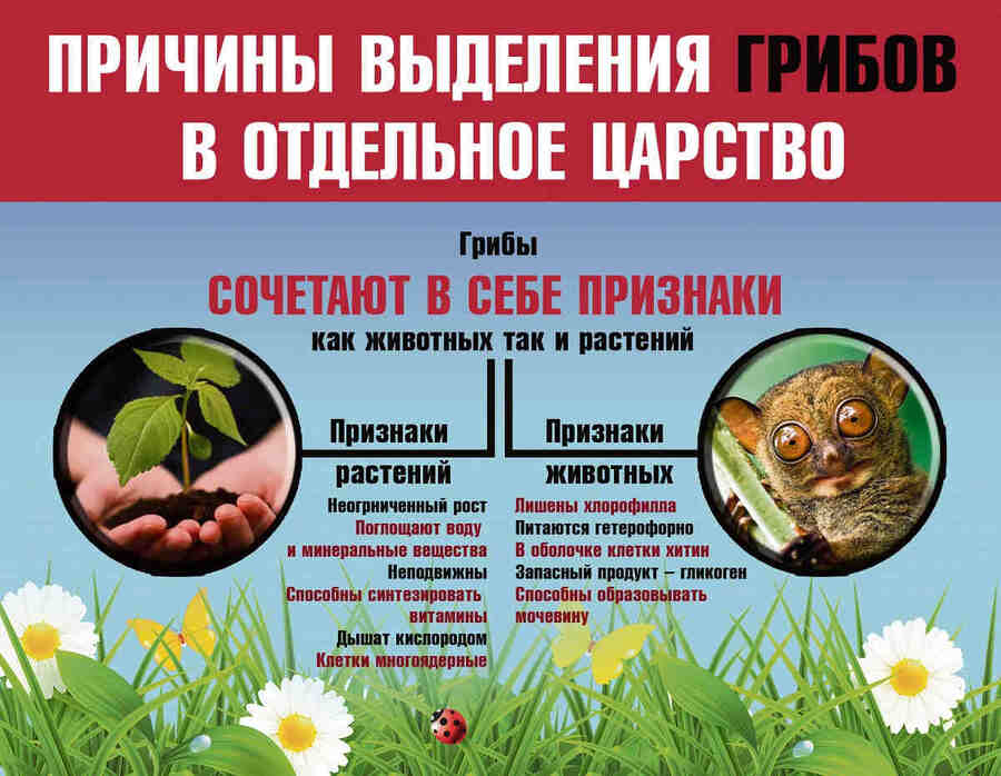 В целом, грибы имеют уникальные признаки, которые отличают их от других форм жизни и позволяют им занимать уникальное место в систематике живых организмов.