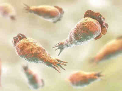 Неглерия Фоулера