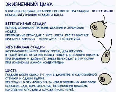 Жизненный цикл амёбы Неглерия Фоулера