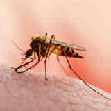 Нужные ненужные комары