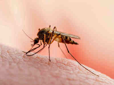 Было бы здорово, если бы комаров не было вообще... но есть нюанс.