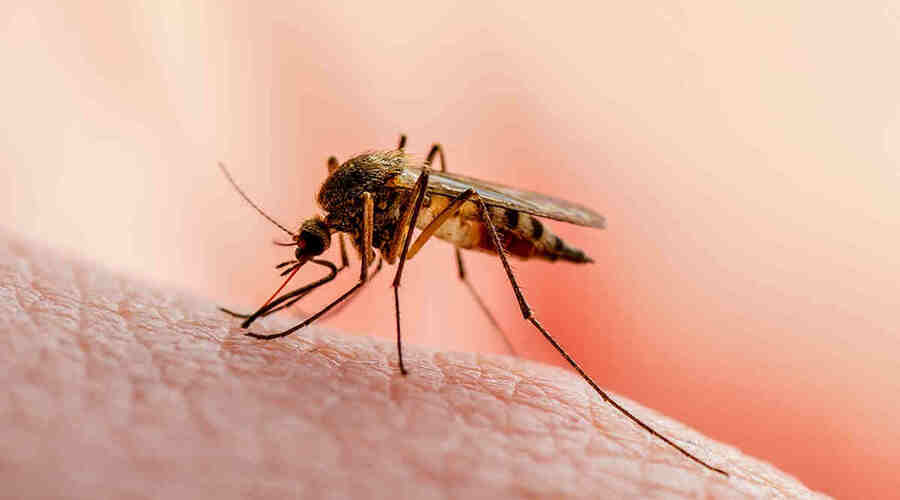Нужные ненужные комары